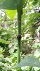Antiteuchus mixtus