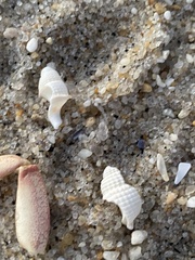 Ilyanassa trivittata