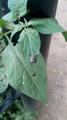 Antiteuchus mixtus