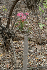 Vasconcellea parviflora