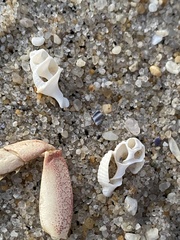 Ilyanassa trivittata