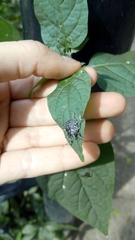 Antiteuchus mixtus