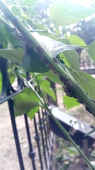 Antiteuchus mixtus