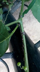 Antiteuchus mixtus