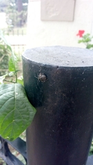 Antiteuchus mixtus