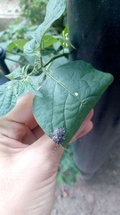 Antiteuchus mixtus