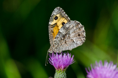 Hipparchia pellucida