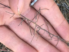 Cordylanthus rigidus