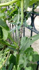 Antiteuchus mixtus