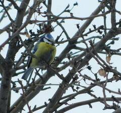 Cyanistes caeruleus