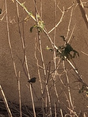 Prinia gracilis