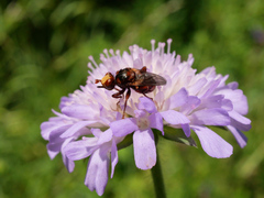 Sicus ferrugineus