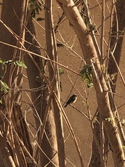 Prinia gracilis