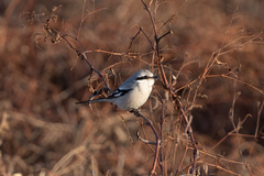Lanius sphenocercus