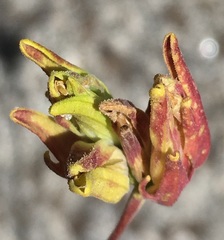 Cordylanthus rigidus