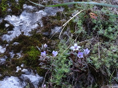 Gentianella moorcroftiana