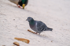 Columba livia