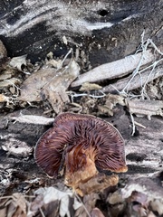 Phyllotopsis nidulans