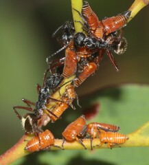 Camponotus suffusus bendigensis