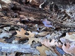 Phyllotopsis nidulans