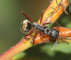 Camponotus suffusus bendigensis