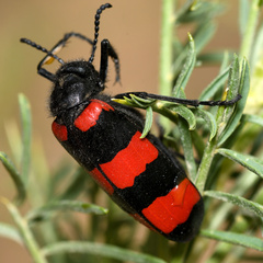 Mylabris syriaca