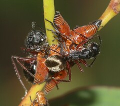 Camponotus suffusus bendigensis