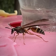Angiopolybia