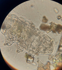 Tardigrada