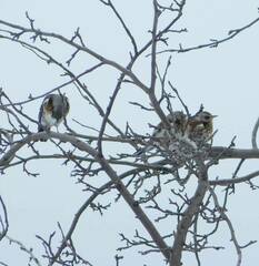 Turdus pilaris