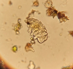 Tardigrada