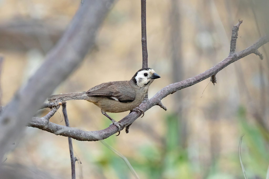 White-headed Brushfinch