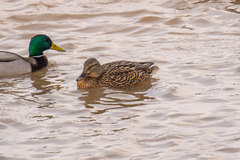 Anas platyrhynchos