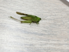 Paulinia acuminata