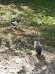 Numida meleagris domesticus