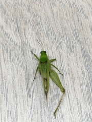 Paulinia acuminata