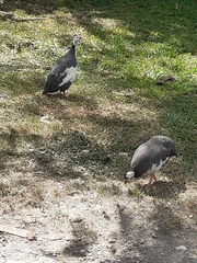 Numida meleagris domesticus