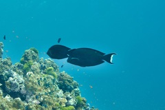 Acanthurus tennentii