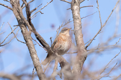 Turdus naumanni
