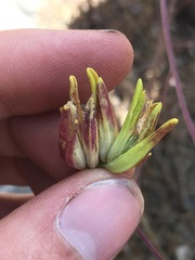 Cordylanthus rigidus