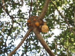 Cyttaria hariotii