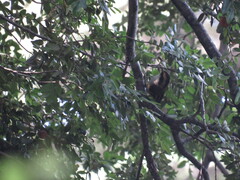 Aphrastura spinicauda