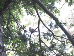 Aphrastura spinicauda