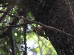 Aphrastura spinicauda