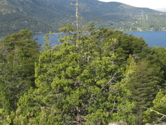 Austrocedrus chilensis