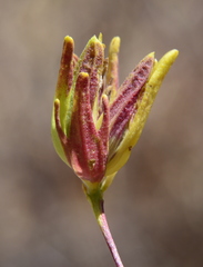 Cordylanthus rigidus