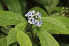 Hydrangea febrifuga