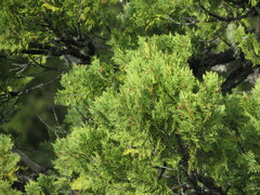 Austrocedrus chilensis