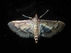 Cnaphalocrocis trebiusalis