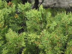 Austrocedrus chilensis